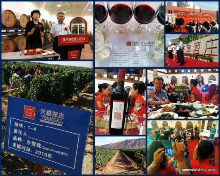 Collage of official launch of Tiansai in Xinjiang, part of a new wave of wineries focused on quality, which starts with carefully setting up the vineyards.